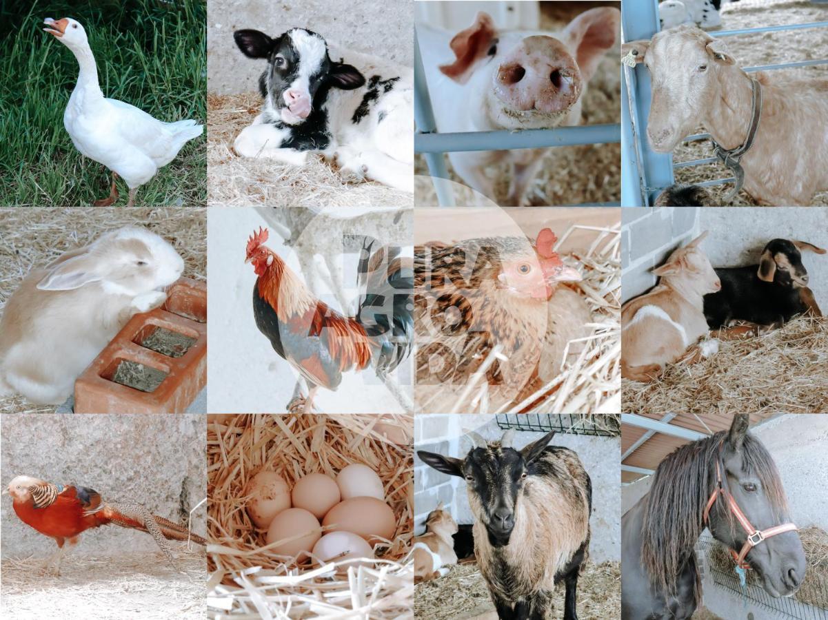Pura Agro Vida Daire Galizano Dış mekan fotoğraf